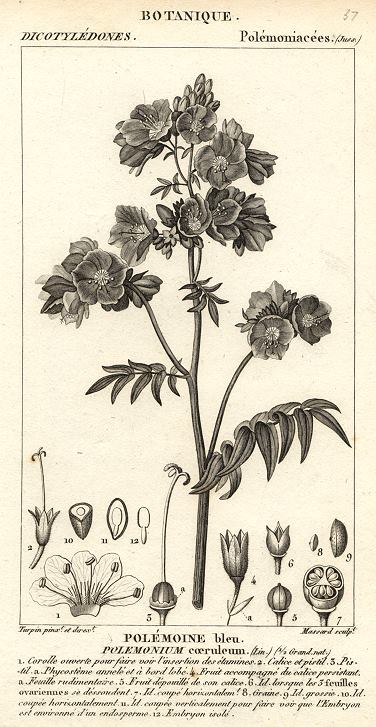 Botanical, Polemonium coeruleum, 1829