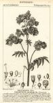 Botanical, Polemonium coeruleum, 1829