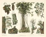 Epiphytes (air-plants), chromolithograph, 1907