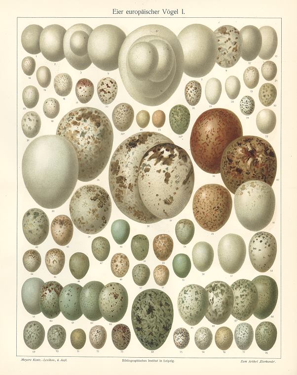 European Bird Eggs, chromolithograph, 1907