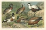 Ducks, chromolithograph, 1907