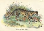 Leopard-Cat (Java), 1897