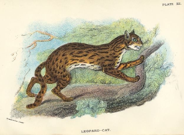 Leopard-Cat (South East Asia), 1897