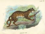 Leopard-Cat (South East Asia), 1897