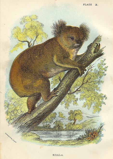 Koala, 1897