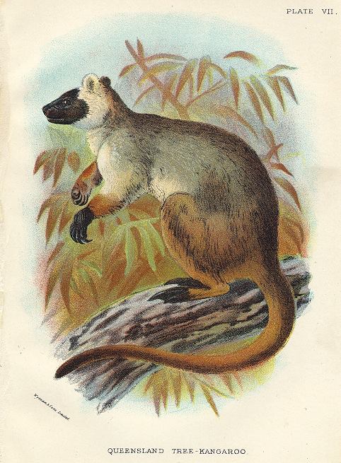 Queensland Tree-Kangaroo, 1897