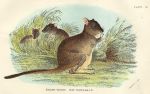 Brush-Tailed Rat-Kangaroo, 1897
