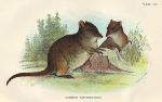 Common Rat-Kangaroo, 1897