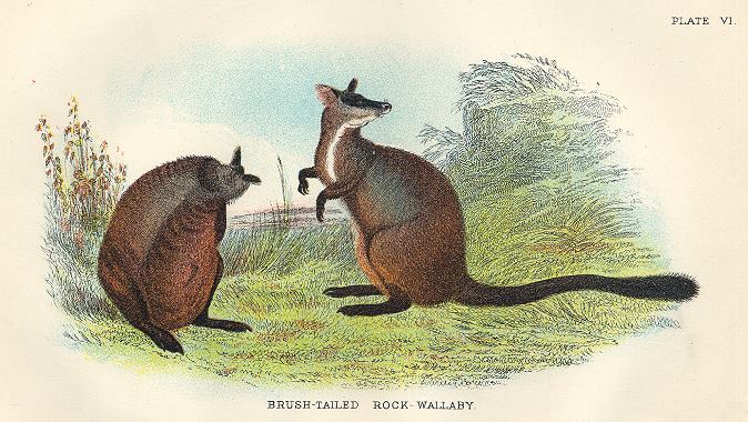 Brush-Tailed Rock Wallaby, 1897