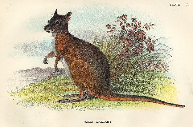 Dama Wallaby, 1897