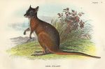 Dama Wallaby, 1897