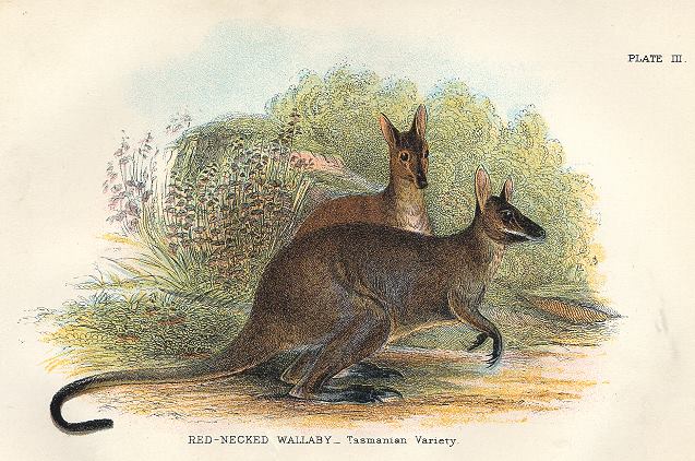 Red-Necked Wallaby (Tasmania), 1897