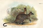 Red-Necked Wallaby (Tasmania), 1897