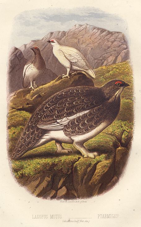 Ptarmigan, 1895