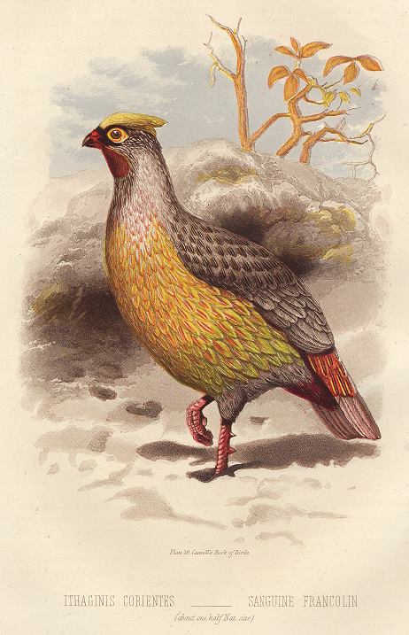 Sanguine Francolin, 1895