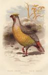 Sanguine Francolin, 1895