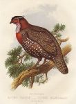 Hastings Tragopan, 1895