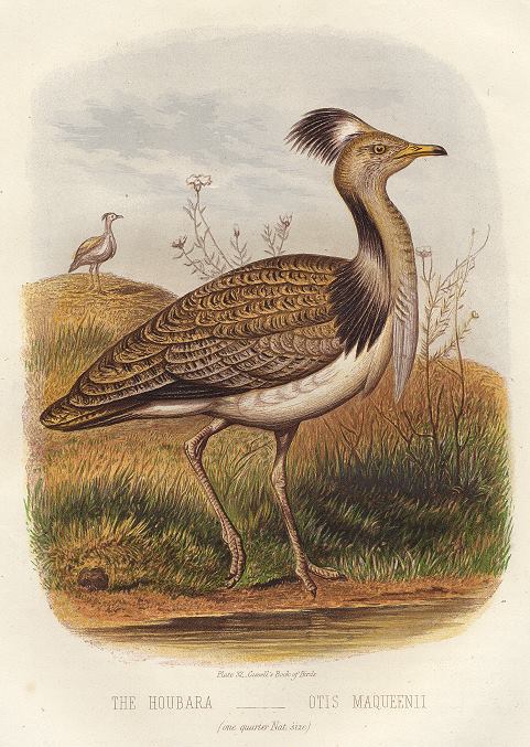 The Houbara, 1895