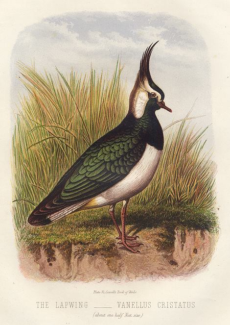 Lapwing, 1895