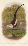 Chinese Jacana, 1895