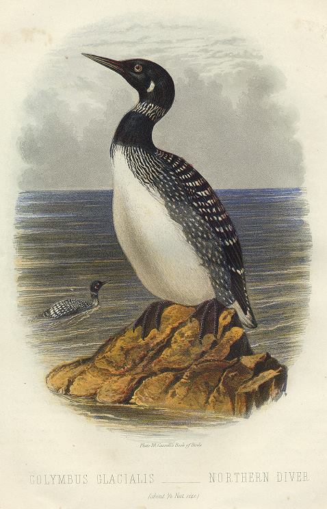 Northern Diver, 1895