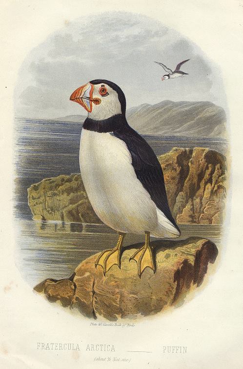 Puffin, 1895