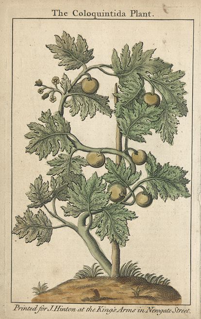 The Coloquintida Plant (bitter apple), 1752