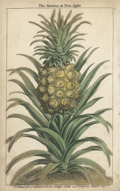 The Ananas or Pineapple, 1752