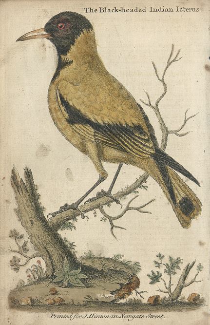 Black-Headed Indian Icterus, 1752