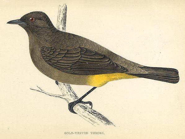 Gold-Vented Thrush, 1870