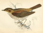 Thrush Nightingale, 1870