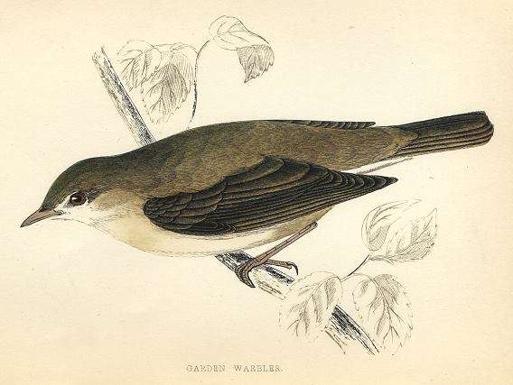 Garden Warbler, 1870