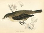 Garden Warbler, 1870