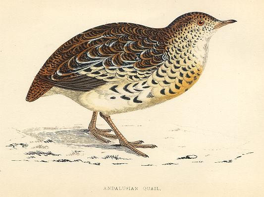 Andalusian Quail, 1870