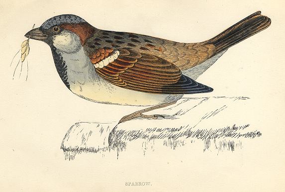 Sparrow, 1870