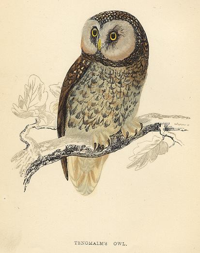 Tengmalm's Owl, 1870