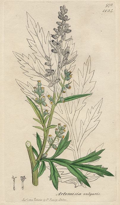 Artemisia vulgaris, Sowerby, 1802 / 1839