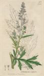 Artemisia vulgaris, Sowerby, 1802 / 1839