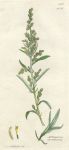 Artemisia coerulsdcens, Sowerby, 1802 / 1839