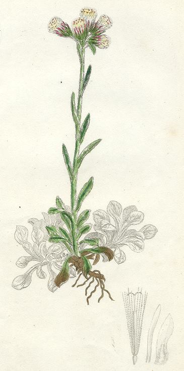 Gnaphalium variety, Sowerby, 1802 / 1839