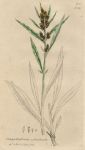 Gnaphalium sylvaticum, Sowerby, 1802 / 1839
