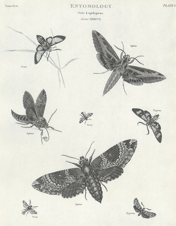 Entomology, Moths, 1804