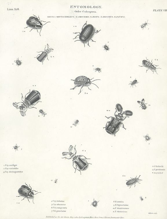 Entomology, small beetles (coleoptera), 1804