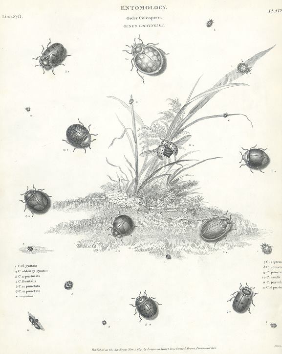 Entomology, small beetles (coleoptera), 1804