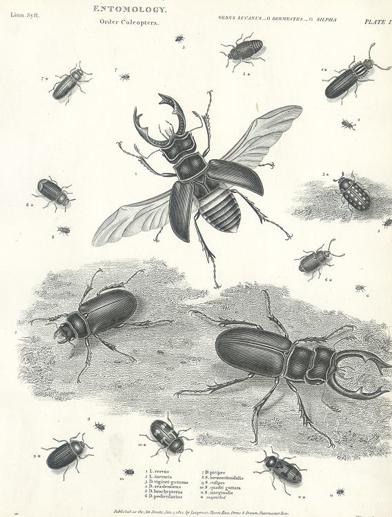 Entomology, large beetles (coleoptera), 1804