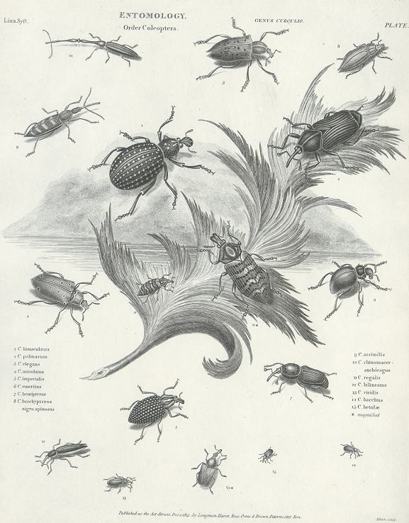 Entomology, beetles (coleoptera, curculio), 1804