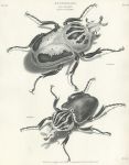 Entomology, large beetles (coleoptera, goliathus), 1804