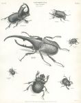 Entomology, large beetles (coleoptera, scarae), 1804