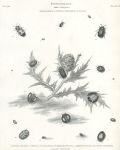 Entomology, beetles (coleoptera), 1804