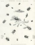 Entomology, beetles (coleoptera), 1804